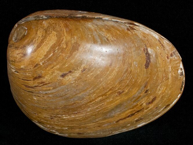 Wide Polished Fossil Clam - Jurassic #12070